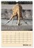 Kölsches Grundgesetz (Wandkalender... - Bild 3