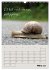 Kölsches Grundgesetz (Wandkalender... - Bild 9