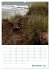 Sylter Dünen (Wandkalender 2026 DIN A2... - Bild 5