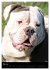 Bulldoggen-Gesichter (Wandkalender 2026... - Bild 11