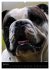 Bulldoggen-Gesichter (Wandkalender 2026... - Bild 12