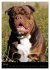 Bulldoggen-Gesichter (Wandkalender 2026... - Bild 13