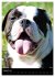 Bulldoggen-Gesichter (Wandkalender 2026... - Bild 14
