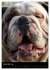Bulldoggen-Gesichter (Wandkalender 2026... - Bild 15