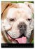 Bulldoggen-Gesichter (Wandkalender 2026... - Bild 3