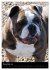 Bulldoggen-Gesichter (Wandkalender 2026... - Bild 4