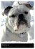 Bulldoggen-Gesichter (Wandkalender 2026... - Bild 5
