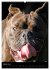 Bulldoggen-Gesichter (Wandkalender 2026... - Bild 7