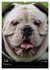 Bulldoggen-Gesichter (Wandkalender 2026... - Bild 8