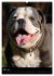Bulldoggen-Gesichter (Wandkalender 2026... - Bild 9