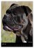 Bulldoggen-Gesichter (Wandkalender 2026... - Bild 10