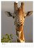 Magie des Augenblicks - Giraffen -... - Bild 11