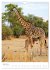 Magie des Augenblicks - Giraffen -... - Bild 12