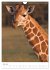 Magie des Augenblicks - Giraffen -... - Bild 13