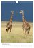 Magie des Augenblicks - Giraffen -... - Bild 15