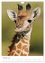 Magie des Augenblicks - Giraffen -... - Bild 3
