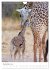 Magie des Augenblicks - Giraffen -... - Bild 5