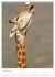 Magie des Augenblicks - Giraffen -... - Bild 7