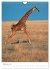 Magie des Augenblicks - Giraffen -... - Bild 8