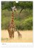Magie des Augenblicks - Giraffen -... - Bild 10