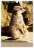 Erdmännchen - Afrikas liebenswerte... - Bild 11