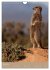 Erdmännchen - Afrikas liebenswerte... - Bild 12