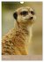Erdmännchen - Afrikas liebenswerte... - Bild 14