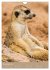 Erdmännchen - Afrikas liebenswerte... - Bild 4
