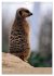 Erdmännchen - Afrikas liebenswerte... - Bild 5
