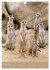 Erdmännchen - Afrikas liebenswerte... - Bild 7