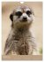 Erdmännchen - Afrikas liebenswerte... - Bild 8