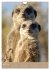 Erdmännchen - Afrikas liebenswerte... - Bild 10