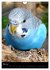 Wilde Wellensittiche (Wandkalender 2026... - Bild 11