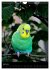 Wilde Wellensittiche (Wandkalender 2026... - Bild 12