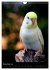 Wilde Wellensittiche (Wandkalender 2026... - Bild 4