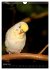 Wilde Wellensittiche (Wandkalender 2026... - Bild 7