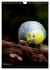 Wilde Wellensittiche (Wandkalender 2026... - Bild 8