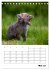 Rotfuchs - Impressionen (Tischkalender... - Bild 11