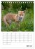 Rotfuchs - Impressionen (Tischkalender... - Bild 12