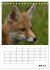 Rotfuchs - Impressionen (Tischkalender... - Bild 13