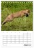 Rotfuchs - Impressionen (Tischkalender... - Bild 14
