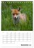 Rotfuchs - Impressionen (Tischkalender... - Bild 15