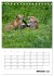Rotfuchs - Impressionen (Tischkalender... - Bild 3