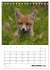Rotfuchs - Impressionen (Tischkalender... - Bild 4