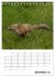 Rotfuchs - Impressionen (Tischkalender... - Bild 5
