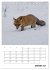 Rotfuchs - Impressionen (Tischkalender... - Bild 7