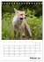Rotfuchs - Impressionen (Tischkalender... - Bild 8