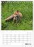 Rotfuchs - Impressionen (Tischkalender... - Bild 9