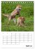 Rotfuchs - Impressionen (Tischkalender... - Bild 10