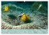 Anemonefish - always busy - always on... - Bild 11